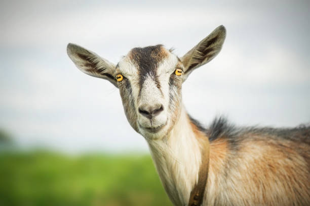 goat in the summer outdoors in nature stock photo