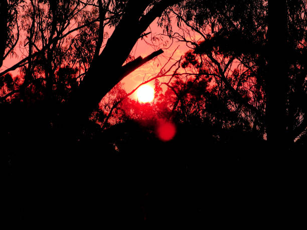 istock Barmah, Victoria, Australia 1332573807