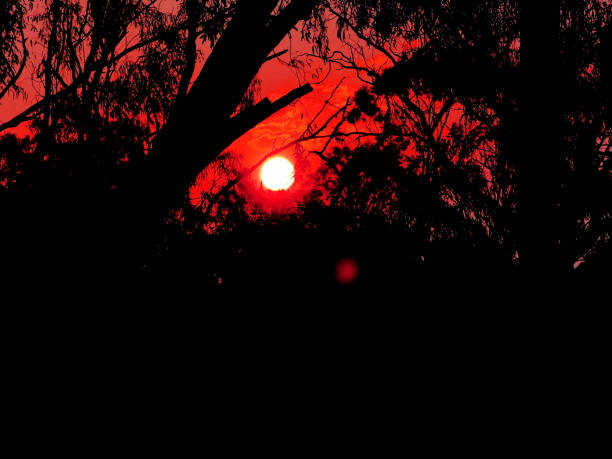 istock Barmah, Victoria, Australia 1332573808
