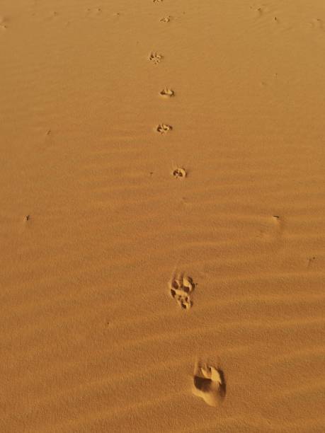 istock Desert sand dunes north Saudi Arabia 1332574518