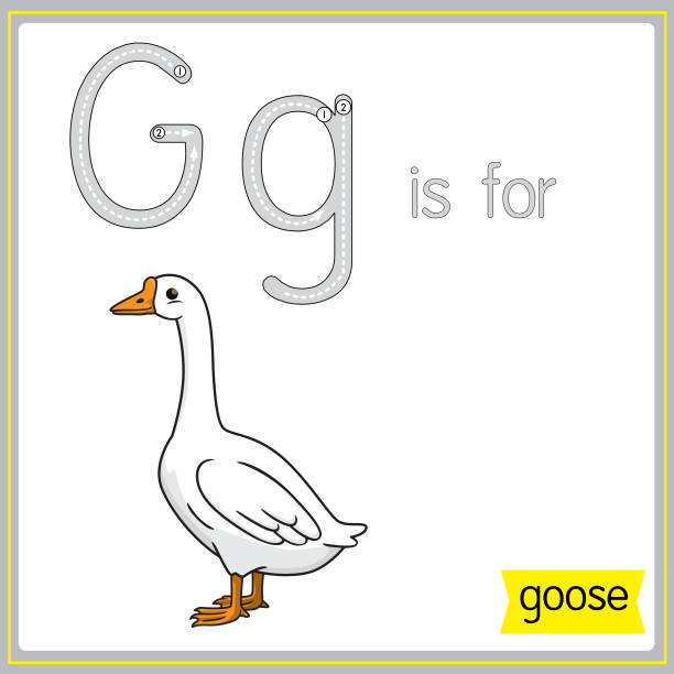 Vector illustration for learning the alphabet For children with cartoon images. Letter G is for goose. Vector illustration for learning to write letters English with cartoons for children Uppercase and lowercase, stroke, write, do, stickers, cut and paste, learning pages for kids. greylag goose stock illustrations