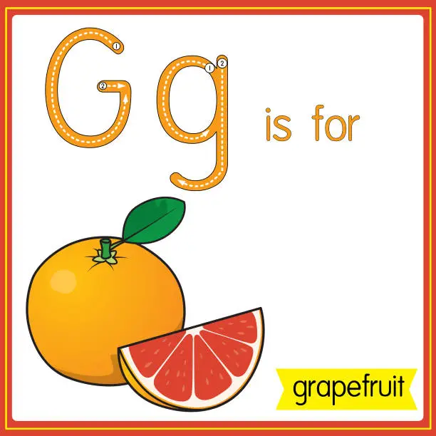Vector illustration of Vector illustration for learning the alphabet For children with cartoon images. Letter G is for grapefruit.