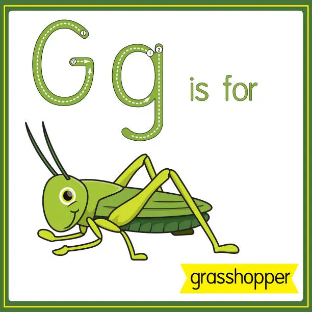 Vector illustration of Vector illustration for learning the alphabet For children with cartoon images. Letter G is for grasshopper.