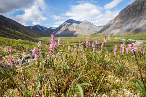flores silvestres en el parque nacional gates of the arctic - brooks range fotografías e imágenes de stock