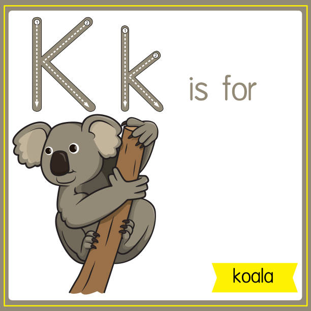 illustrazioni stock, clip art, cartoni animati e icone di tendenza di illustrazione vettoriale per l'apprendimento dell'alfabeto per bambini con immagini di cartoni animati. la lettera k sta per koala. - stuffed animal toy koala australia