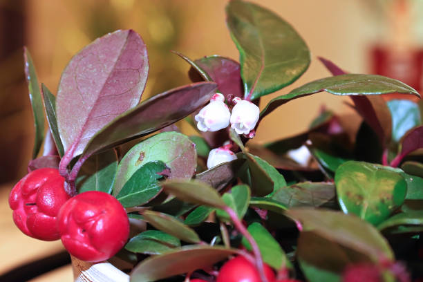 delicadas flores rosadas y crema en una planta de color verde invierno - wintergreen fotografías e imágenes de stock