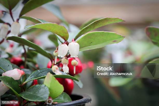 Side Macro View Of Wintergreen Berries And Blossoms Stock Photo - Download Image Now