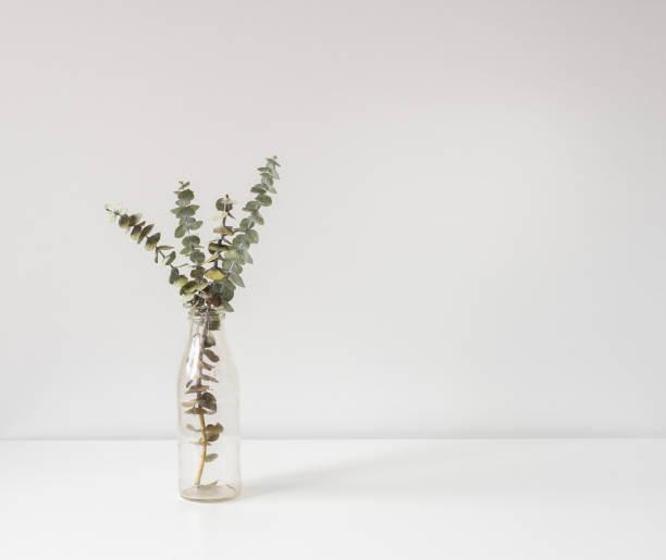istock Eucalyptus leaves in glass jar on white background 1332579342