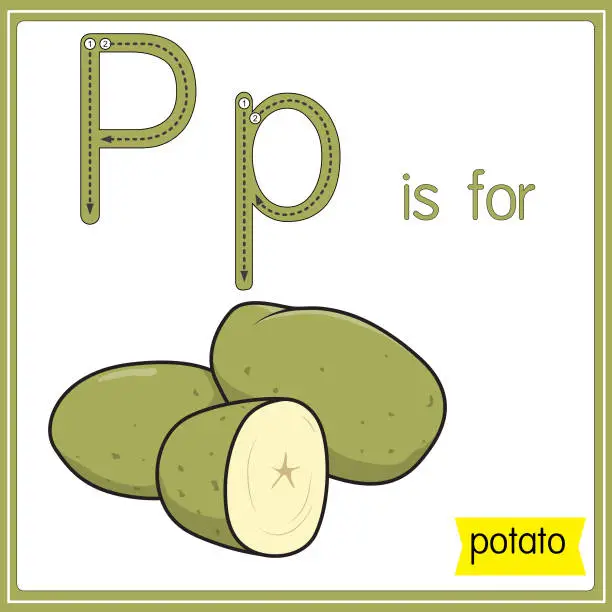 Vector illustration of Vector illustration for learning the alphabet For children with cartoon images. Letter P is for potato.