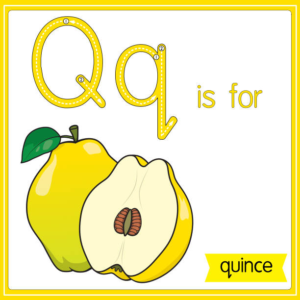 ilustrações de stock, clip art, desenhos animados e ícones de vector illustration for learning the alphabet for children with cartoon images. letter q is for quince. - tree single word green fruit