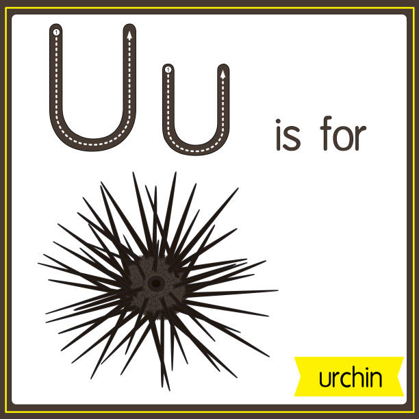 Vector illustration for learning the alphabet For children with cartoon images. Letter U is for urchin. Vector illustration for learning to write letters English with cartoons for children Uppercase and lowercase, stroke, write, do, stickers, cut and paste, learning pages for kids. letter u with words stock illustrations