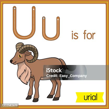 istock Vector illustration for learning the alphabet For children with cartoon images. Letter U is for urial. 1332582619