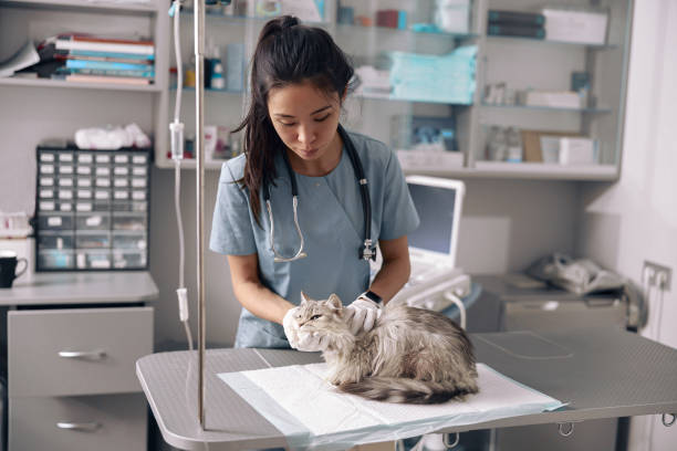 veterinário asiático atento examina gato cinza fofo na mesa - veterinary office - fotografias e filmes do acervo