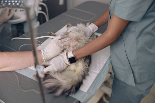 istock Nurse holds grey cat while doctor performs ultrasound investigation in clinic 1332583328