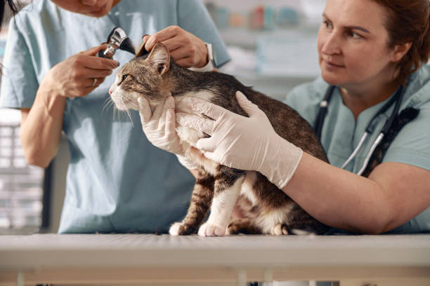 istock Veterinarian holds tabby cat while young intern checks its ears at table in clinic 1332583339