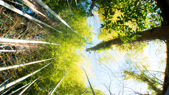 Bosque de bambú verde que cruje por el viento en Japón photo