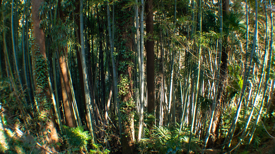Bosque de bambú verde que cruje por el viento en Japón photo