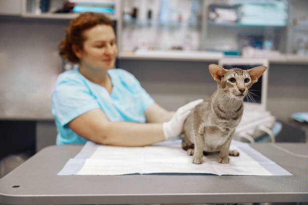istock Veterinarian strokes grey cat sitting on table in modern clinic office 1332584202