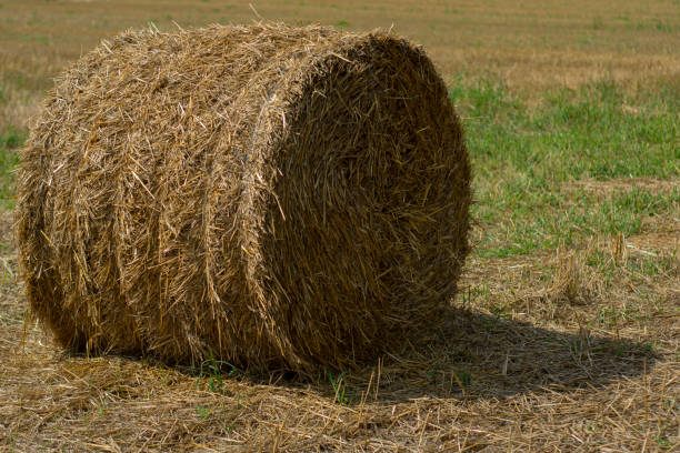istock Haystacks are harvested from the field in summer. 1332584333