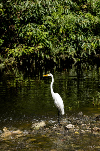 Great white egret bird Ardea alba stands tall as it hunts for fish in a stream in Naples, Florida.