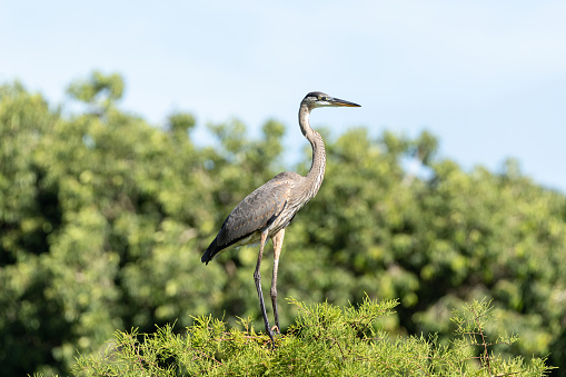 Young great blue heron Ardea herodias bird perching on a tree in a Naples, Florida marsh.
