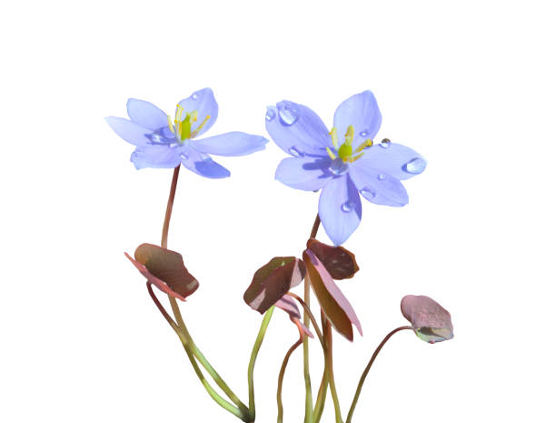 istock Flowers of early spring (Jeffersonia dubia, Plagiorhegma dubia) 1332592404