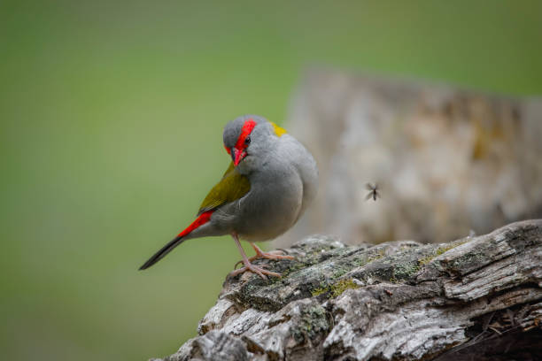 istock Red Browed Finch (Neochmia temporalis) 1332592775