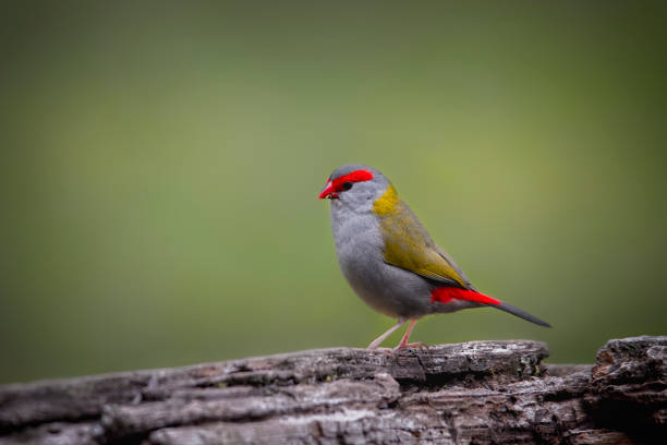 istock Red Browed Finch (Neochmia temporalis) 1332592922