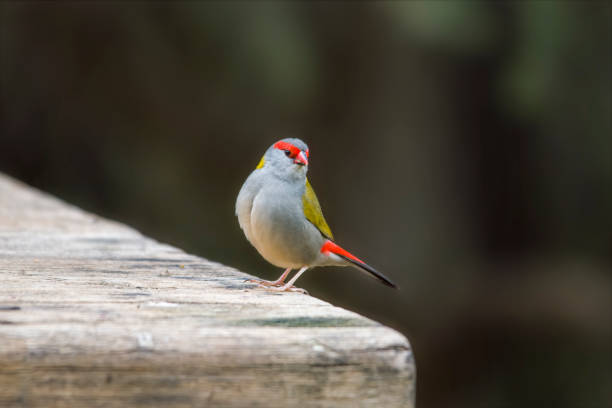 istock Red Browed Finch (Neochmia temporalis) 1332592976