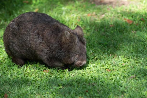 Northern Australian hairy nosed wombat foraging in the grass.