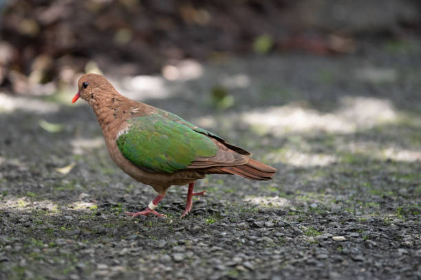 istock Australian native rose crowned fruit dove 1332594076