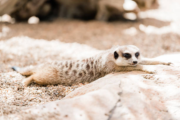 istock Meerkat laying down and playing in sand 1332594096