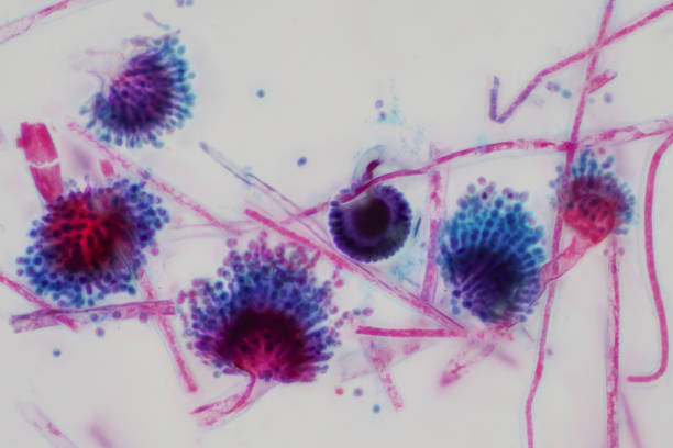 教育のための光顕微鏡的な視野の下でアスペルギルス(カビ)。 - petri dish bacterium colony laboratory ストックフォトと画像