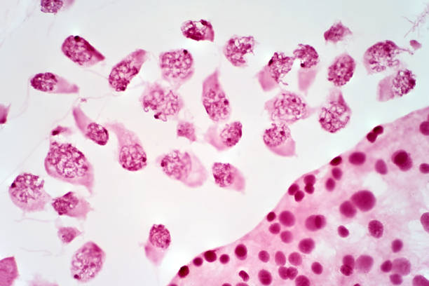 2,689 Animal Cell Under Microscope Stock Photos, Pictures & Royalty-Free  Images - iStock