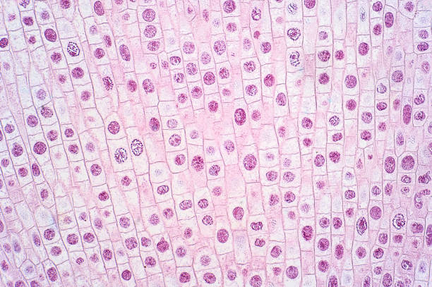 célula de mitosis de la punta de la raíz de la cebolla bajo la vista del microscopio de luz. - célula fotografías e imágenes de stock