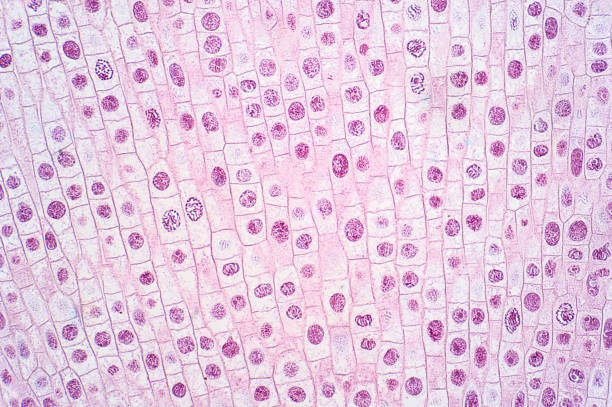 cellula mitosi della punta della radice di cipolla sotto la vista del microscopio leggero. - vetrino per microscopio foto e immagini stock