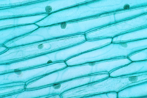 Las células vegetales tienen paredes celulares, construidas fuera de la membrana celular y compuestas de celulosa, hemicelulosas y pectina. photo