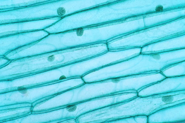 komórki roślinne mają ściany komórkowe, zbudowane poza błoną komórkową i składa się z celulozy, hemicelulozy, i pektyny. - komórka roślinna zdjęcia i obrazy z banku zdjęć