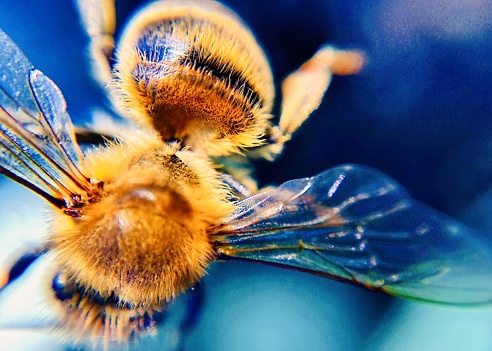 Intricate details, full frame macro of Western Honey Bee.
