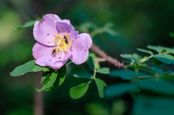 istock Wild prairie rose with insects collecting pollen 1332595556