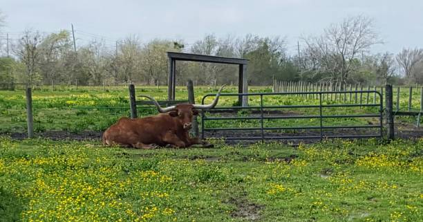 istock Grazing Longhorn style 1332595774