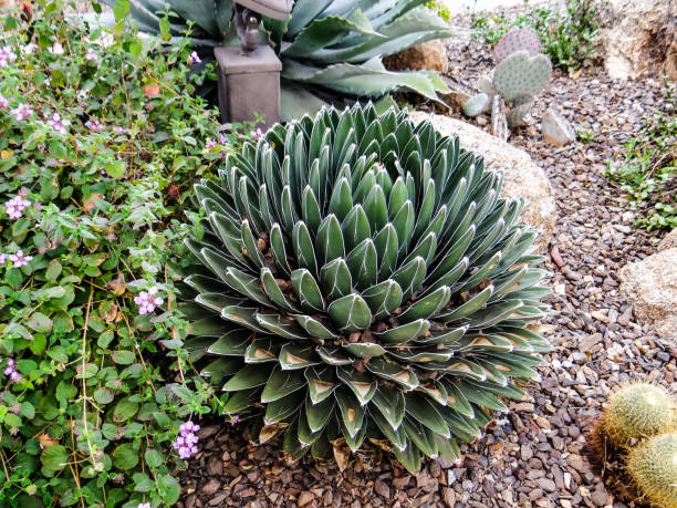 istock Aloe polyphylla with cacti plants 1332595776