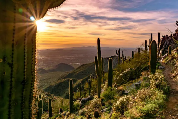 Majestic view of colorful a desert sunset with saguaro cactus silhouettes over a valley in the McDowell Mountains in Scottsdale, Arizona.