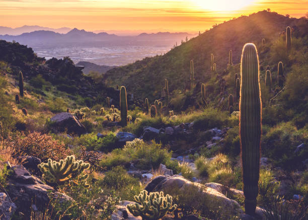 istock Sunset over the McDowell Sonoran Conservancy 1332595811
