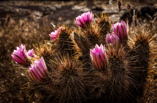 flowers of the hedgehog cactus - cactus hedgehog cactus flower desert imagens e fotografias de stock