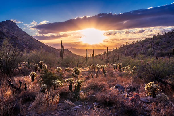istock Sunset over the McDowell Sonoran Conservancy 1332596860
