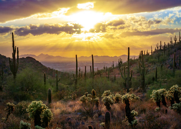 istock Sunset over the McDowell Sonoran Conservancy 1332596929
