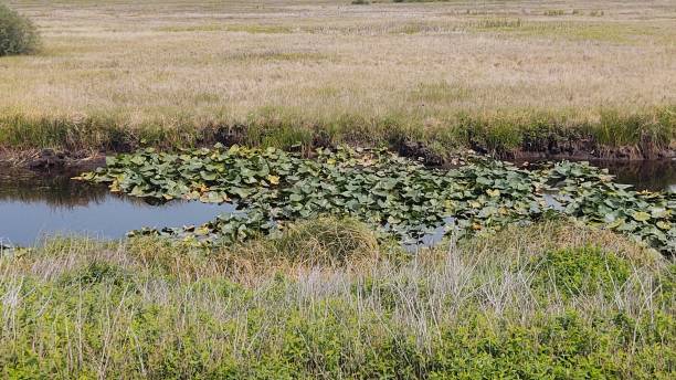 istock A little bit of lily pads 1332597899