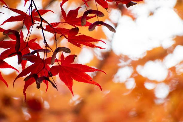 istock Red maple leaves in autumn 1332597914