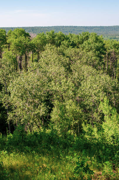 istock forest in duck mountain provincial park, manitoba, canada 1332598847